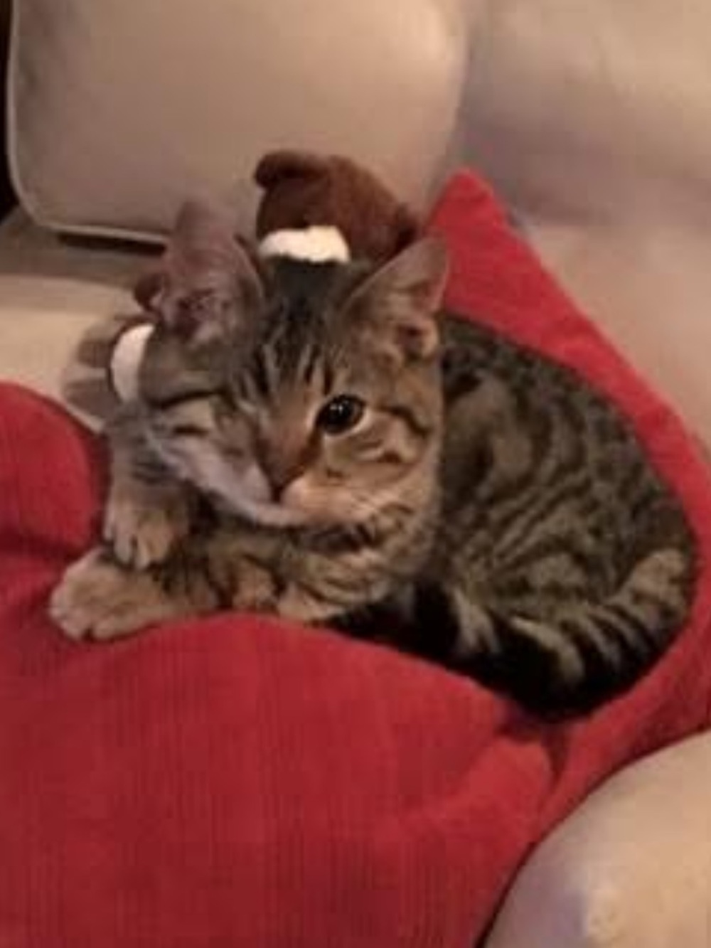 Cat Plush Toy Bed Accessory - Red